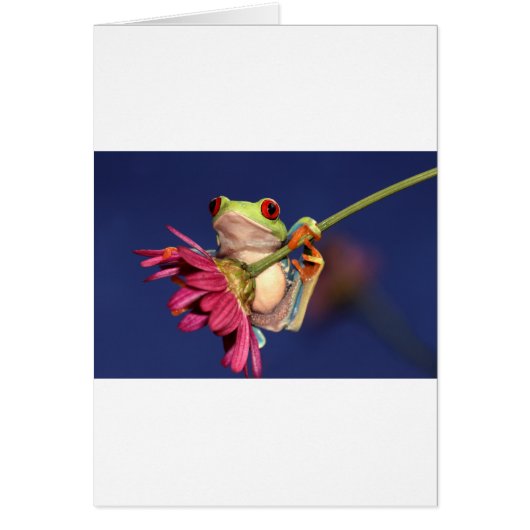 red eyed tree frog cards (Front)