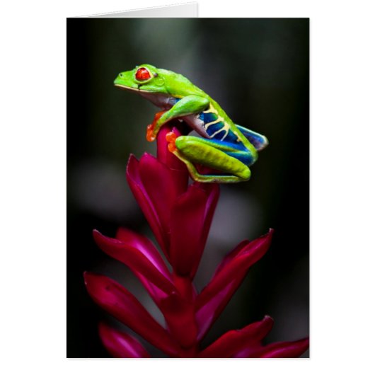 Red-eyed Tree Frog Cards (Front)