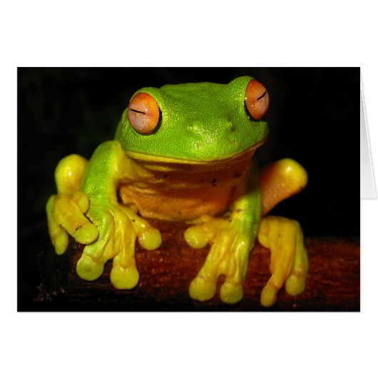 Red Eyed Tree Frog Cards (Front Horizontal)