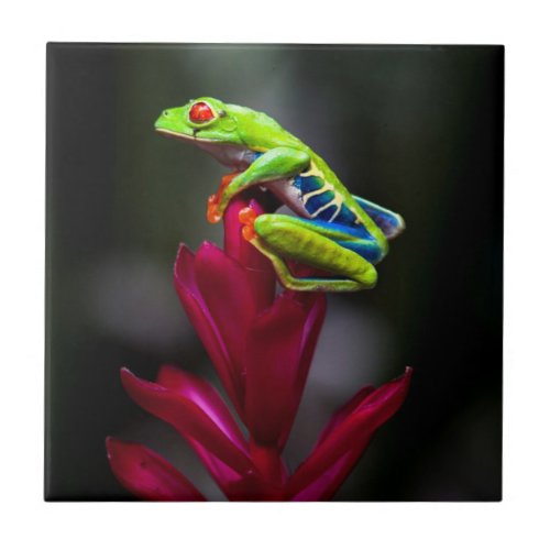 Red_eyed Tree Frog Ceramic Tile