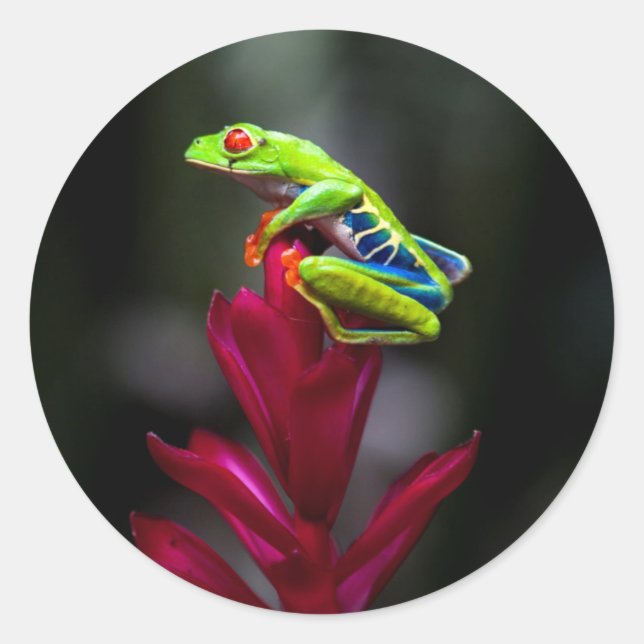 Red-eyed Tree Frog Classic Round Sticker (Front)