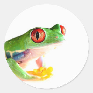 red eyed tree frog classic round sticker