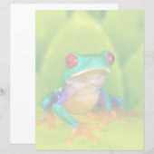 Red-eyed tree frog, Costa Rica (Front/Back)