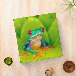 Red-eyed tree frog, Costa Rica 3 Ring Binder