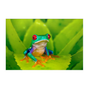 Red-eyed tree frog, Costa Rica Acrylic Print