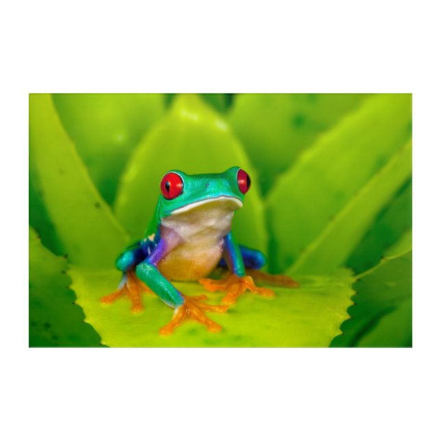 Red-eyed tree frog, Costa Rica Acrylic Print (Front)