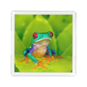 Red-eyed tree frog, Costa Rica Acrylic Tray