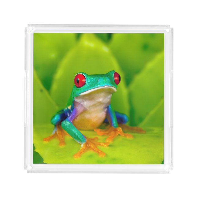Red-eyed tree frog, Costa Rica Acrylic Tray (Front)