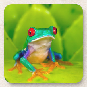 Red-eyed tree frog, Costa Rica Beverage Coaster