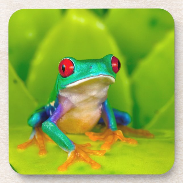 Red-eyed tree frog, Costa Rica Beverage Coaster (Front)