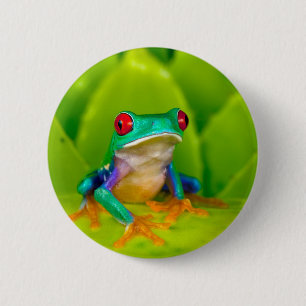 Red-eyed tree frog, Costa Rica Button
