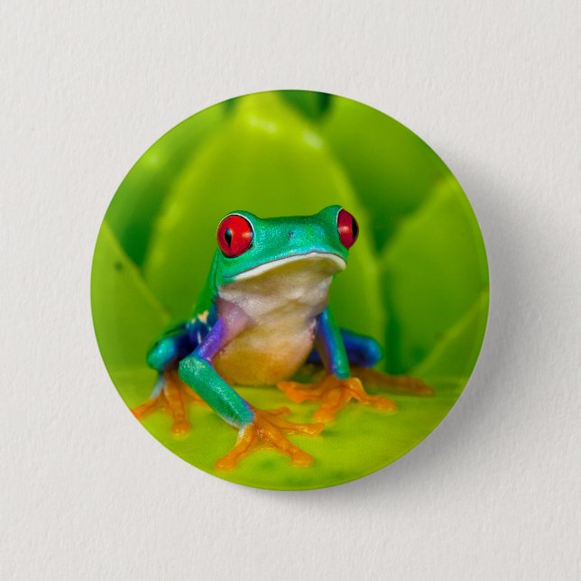 Red-eyed tree frog, Costa Rica Button (Front)