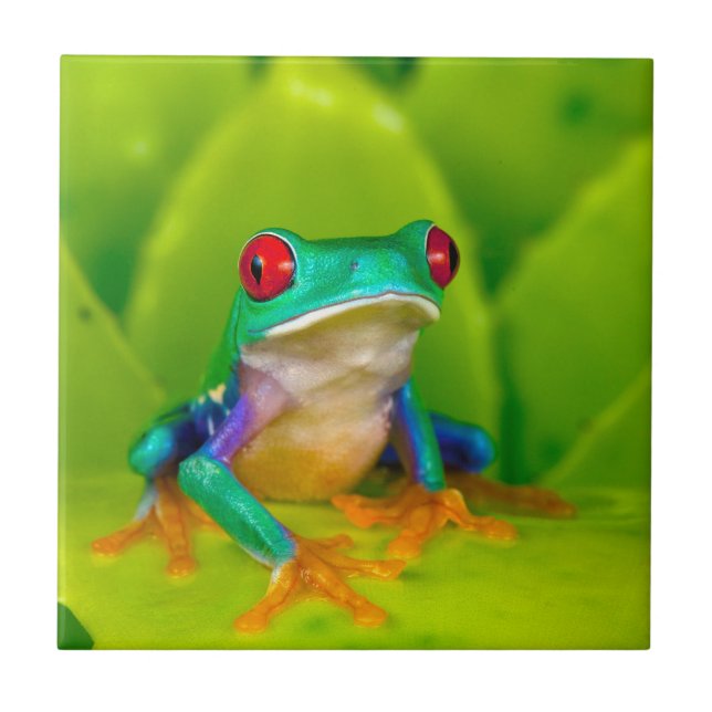 Red-eyed tree frog, Costa Rica Ceramic Tile (Front)