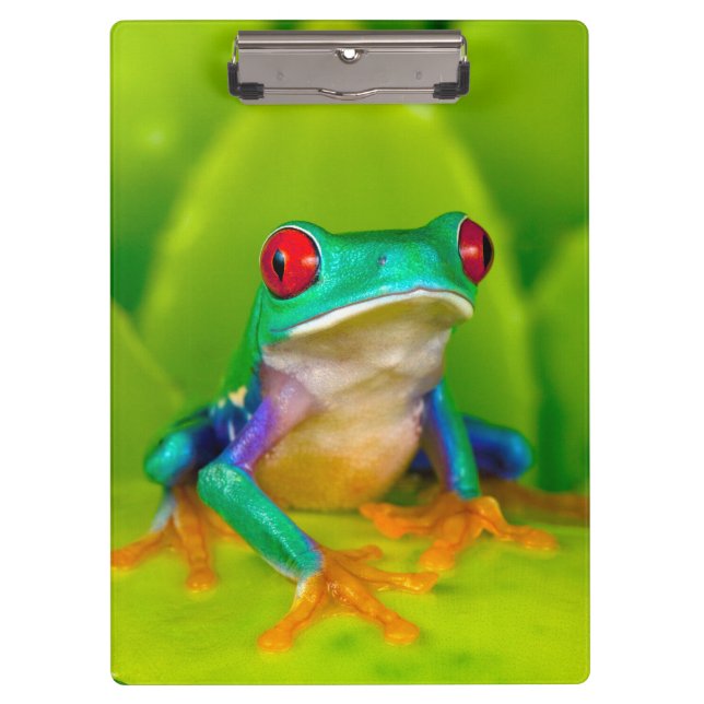 Red-eyed tree frog, Costa Rica Clipboard (Front)