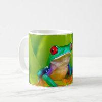 Red-eyed tree frog, Costa Rica