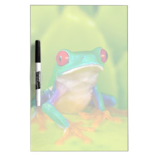 Red-eyed tree frog, Costa Rica Dry Erase Board