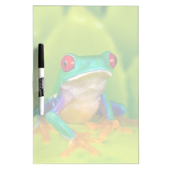 Red-eyed tree frog, Costa Rica Dry Erase Board (Front)