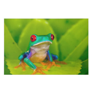 Red-eyed tree frog, Costa Rica Faux Canvas Print