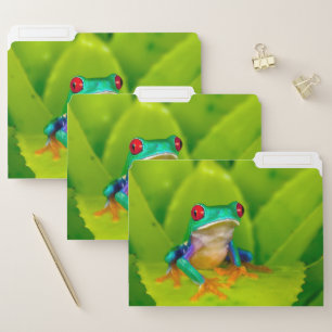 Red-eyed tree frog, Costa Rica File Folder