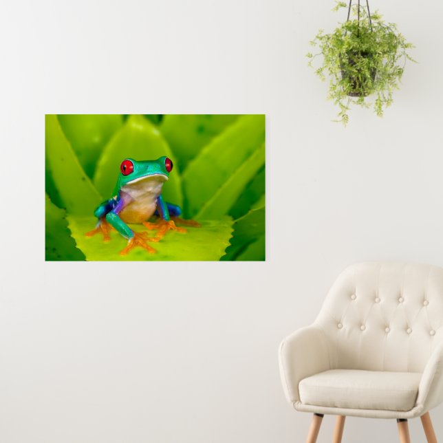 Red-eyed tree frog, Costa Rica Foam Board (In Situ (Wall))