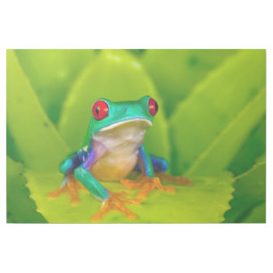 Red-eyed tree frog, Costa Rica Gallery Wrap
