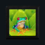 Red-eyed tree frog, Costa Rica Gift Box<br><div class="desc">Red-eyed tree frog (Agalychnis callidryas),  Costa Rica</div>