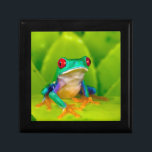 Red-eyed tree frog, Costa Rica Gift Box<br><div class="desc">Red-eyed tree frog (Agalychnis callidryas),  Costa Rica</div>