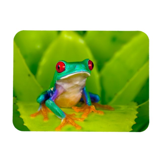 Red-eyed tree frog, Costa Rica Magnet (Horizontal)