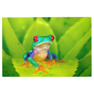 Red-eyed tree frog, Costa Rica Metal Print