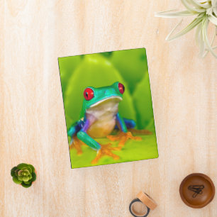 Red-eyed tree frog, Costa Rica Mini Binder