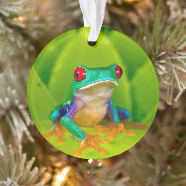Red-eyed tree frog, Costa Rica Ornament (Tree)