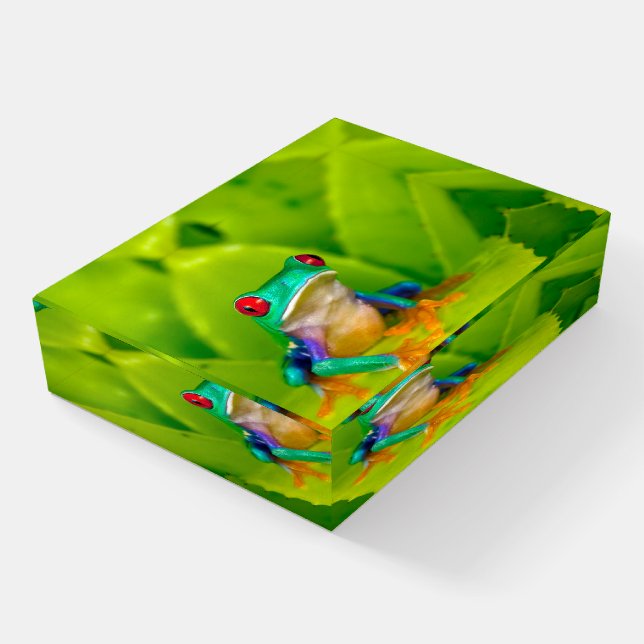 Red-eyed tree frog, Costa Rica Paperweight (Angled)