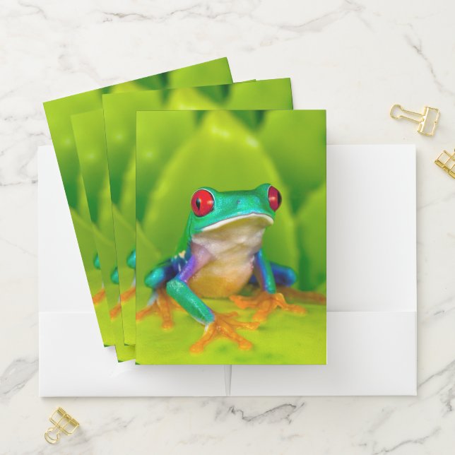 Red-eyed tree frog, Costa Rica Pocket Folder (In Situ)