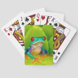 Red-eyed tree frog, Costa Rica Poker Cards