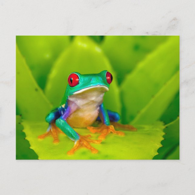 Red-eyed tree frog, Costa Rica Postcard (Front)