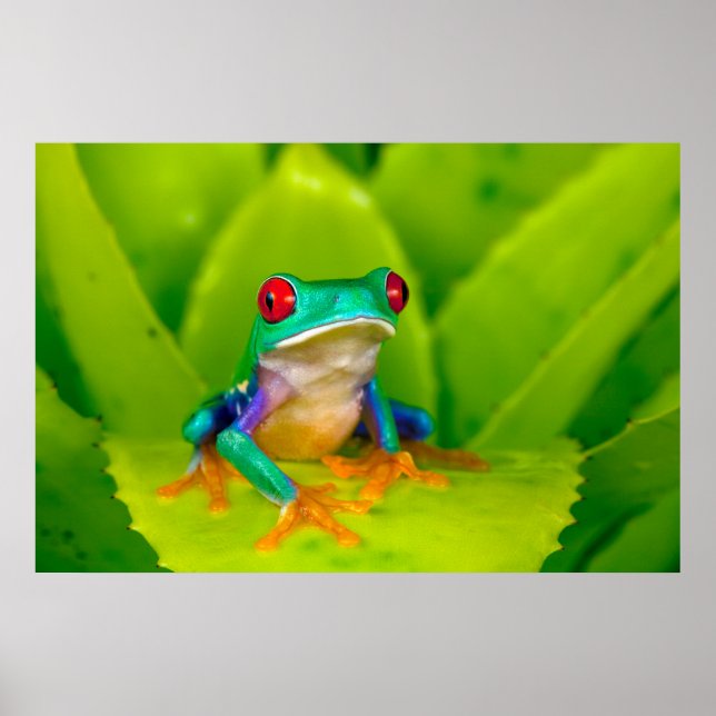 Red-eyed tree frog, Costa Rica Poster (Front)
