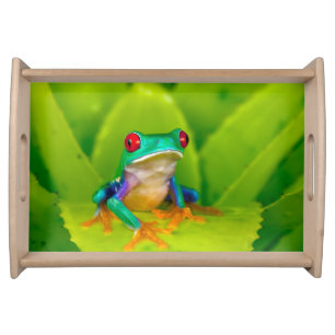 Red-eyed tree frog, Costa Rica Serving Tray