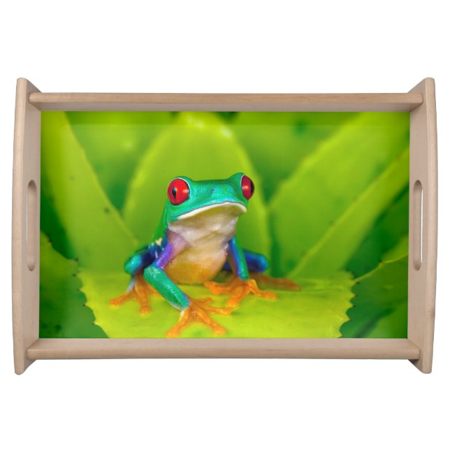 Red-eyed tree frog, Costa Rica Serving Tray (Front)