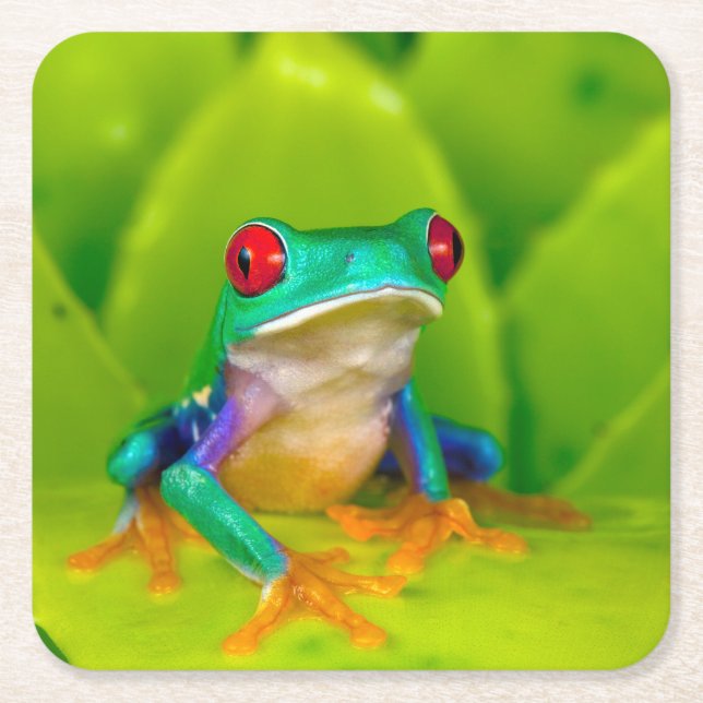 Red-eyed tree frog, Costa Rica Square Paper Coaster (Front)