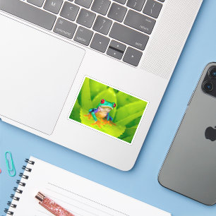 Red-eyed tree frog, Costa Rica Sticker