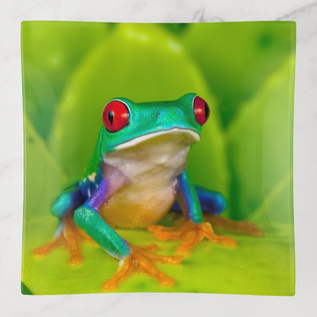 Red-eyed tree frog, Costa Rica Trinket Tray (Front)