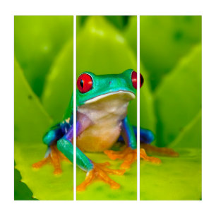 Red-eyed tree frog, Costa Rica Triptych
