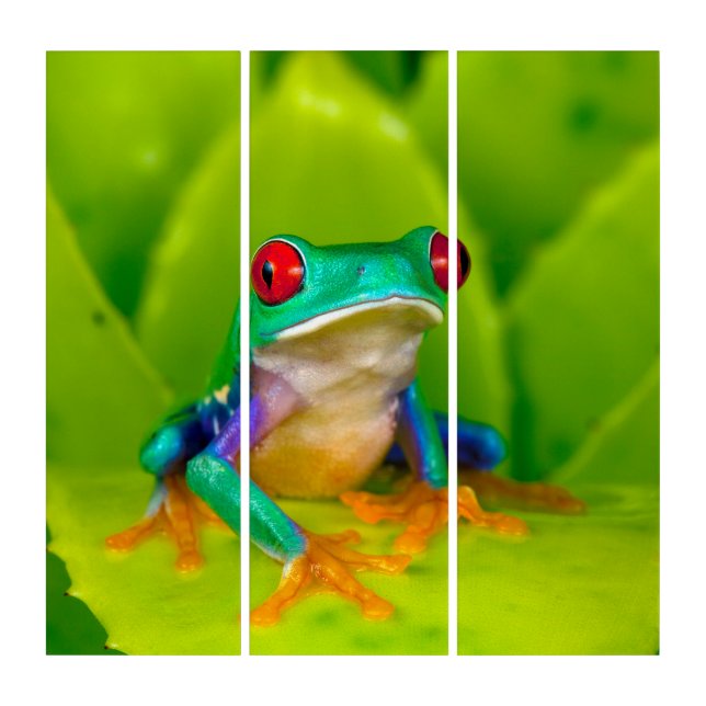 Red-eyed tree frog, Costa Rica Triptych (Front)