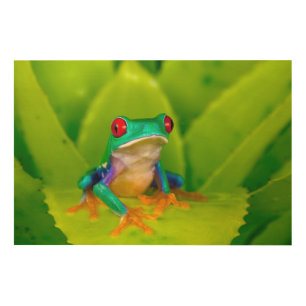 Red-eyed tree frog, Costa Rica Wood Wall Art