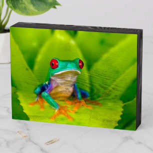 Red-eyed tree frog, Costa Rica Wooden Box Sign