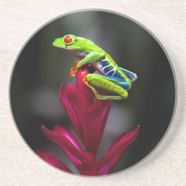 Red-eyed Tree Frog Drink Coaster (Front)