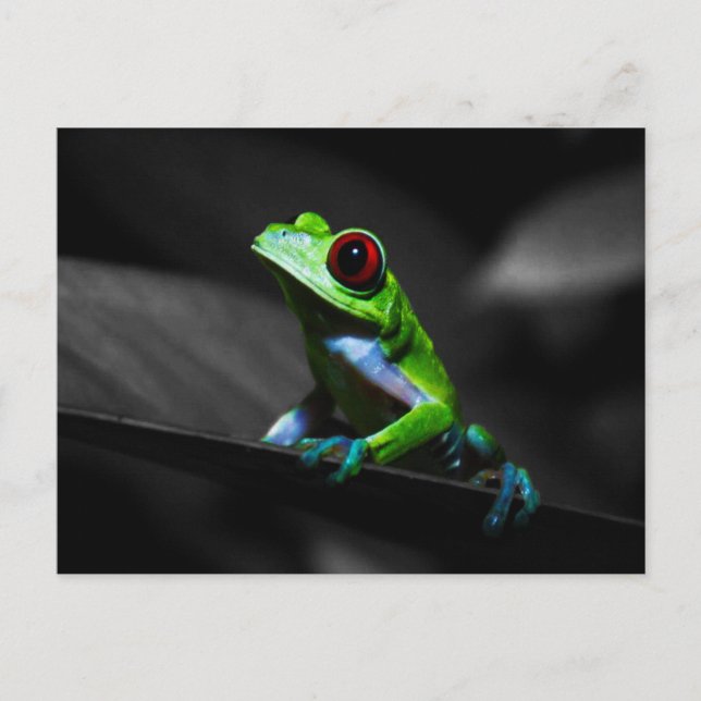 Red Eyed Tree Frog III Postcard (Front)