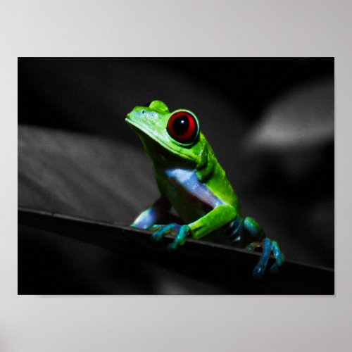 Red Eyed Tree Frog III Poster