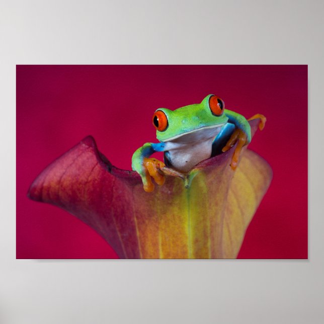 Red eyed tree frog in red flower poster (Front)