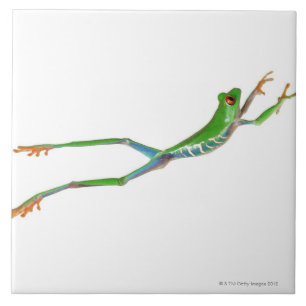 Red eyed tree frog jumping ceramic tile